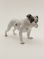 Rosenthal engelsk buldog