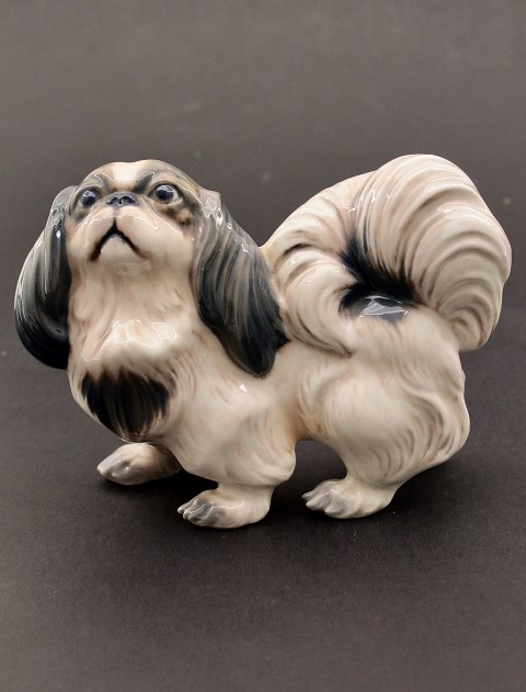 Dahl Jensen pekingeser 1337